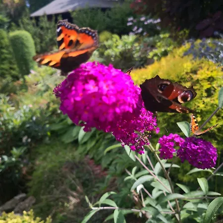 Ayky 게스트하우스 야블로네츠나트니소우