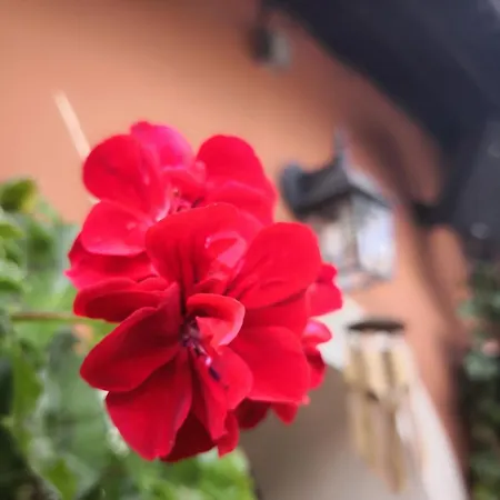 Ayky 야블로네츠나트니소우